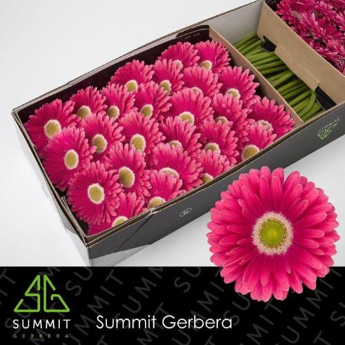 Gerbera grootbloemig 'Unique'