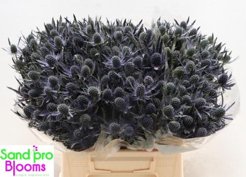 Eryngium Magical Blue Lagoon