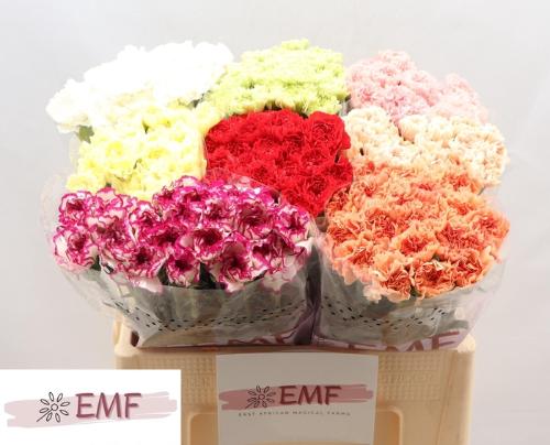 Dianthus standaard gemengd in fust