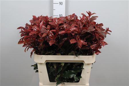 Photinia Magical Volcano