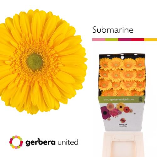 Gerbera grootbloemig 'Submarine'