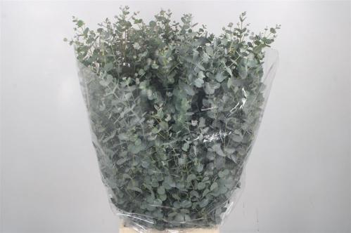 Eucalyptus per bos gunnii
