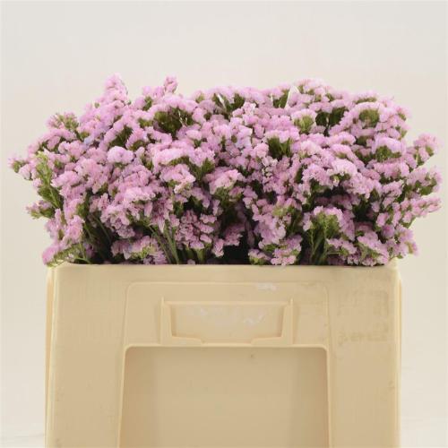 Limonium sinuatum 'Lucia Pink'