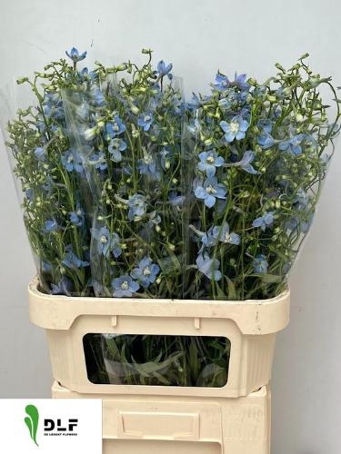 Delphinium Belladonna Grp enkelbloemig 'Ballkleid'