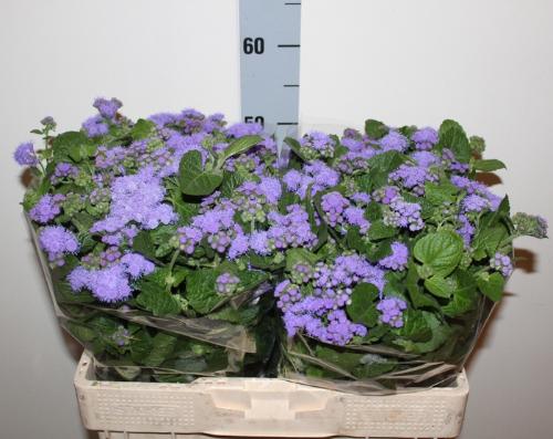 Ageratum houstonianum 'Blue Horizon'