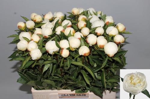 Paeonia Lactiflora Grp 'Duchesse de Nemours'