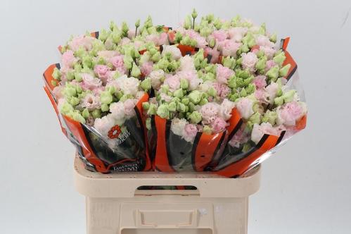 Eustoma russellianum gevuldbloemig 'Chaconne Wedding Pink'