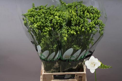 Freesia dubbelbloemig 'Ventura'