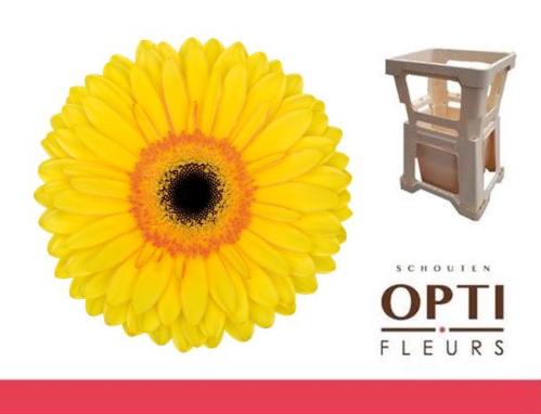 Gerbera grootbloemig 'Apollo'