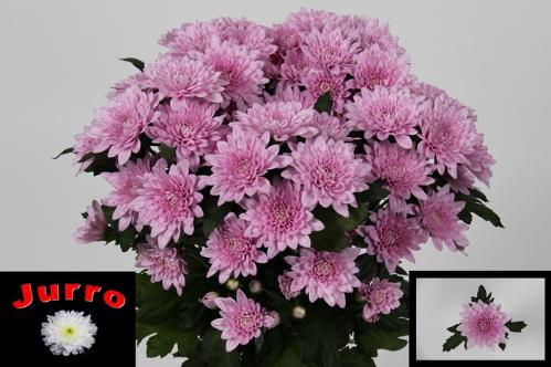 Chrysanthemum Indicum Grp tros Veronica