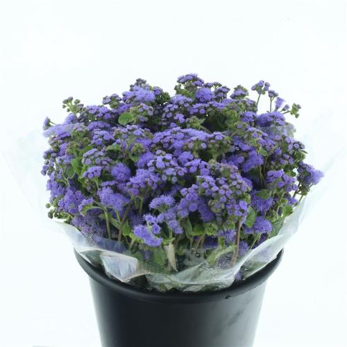 Ageratum houstonianum 'Blue Horizon'