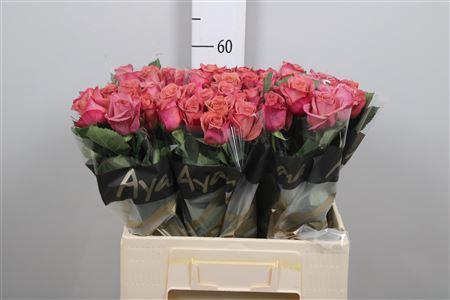 Rosa grootbloemig Barista