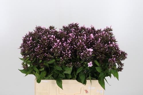 Phlox Paniculata Grp 'Bright Eyes'