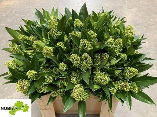 Skimmia per bos confusa 'Kew Green'