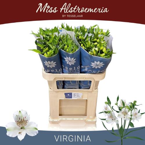 Alstroemeria 'Virginia'