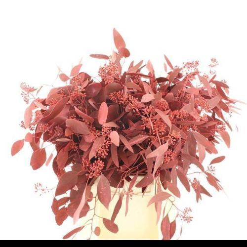 Eucalyptus polyanthemos (fruit) kleurbehandeld per bos H%