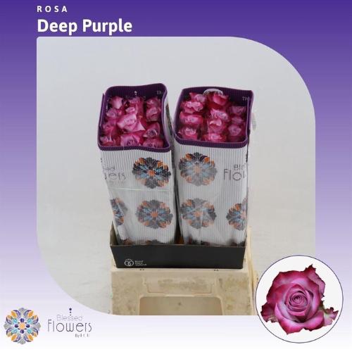 Rosa grootbloemig Deep Purple