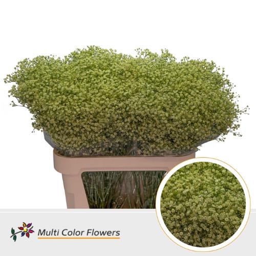 Gypsophila overig kleurbehandeld H%