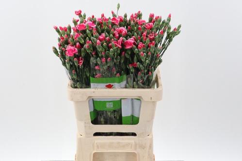 Dianthus tros overig