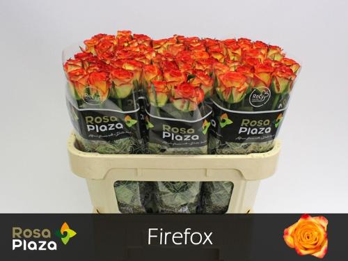 Rosa grootbloemig Firefox