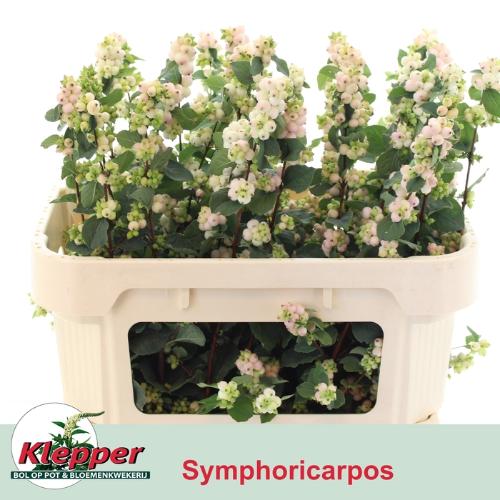 Symphoricarpos Magical Autumn Blush