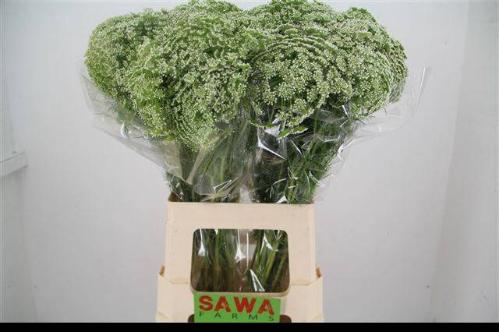 Ammi visnaga