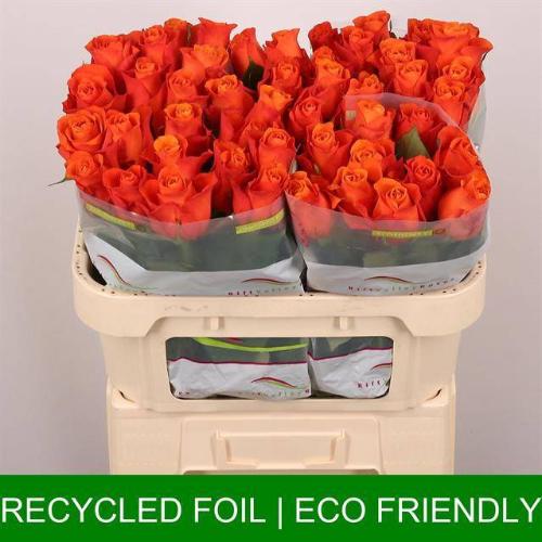 Rosa grootbloemig Orange Wave