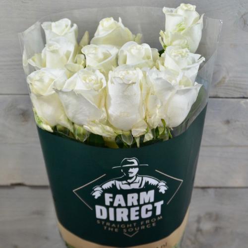 Rosa grootbloemig Tibet!