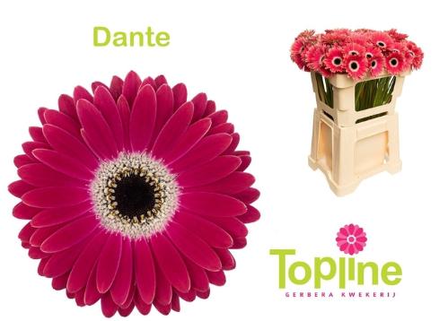 Gerbera mini Dante