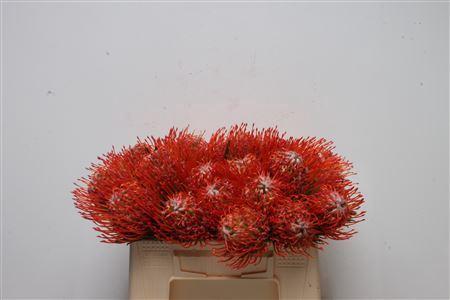 Leucospermum cordifolium 'Tango'