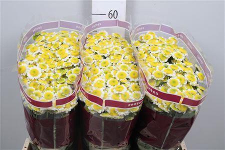 Chrysanthemum Indicum Grp tros santini 'Sun Up'