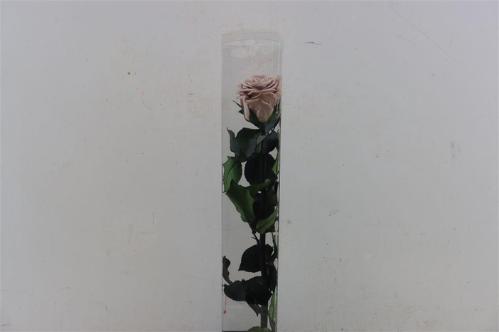 Rosa grootbloemig kleurbehandeld H%