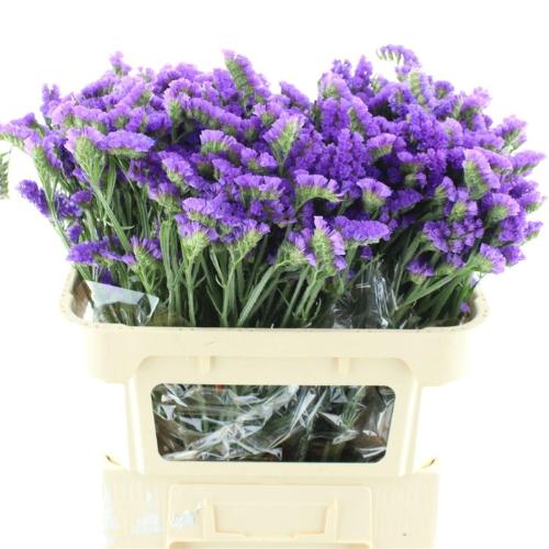 Limonium sinuatum 'Blue Birds'