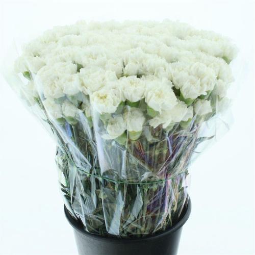 Dianthus standaard 'Holly'