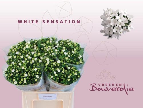 Bouvardia enkelbloemig White Sensation