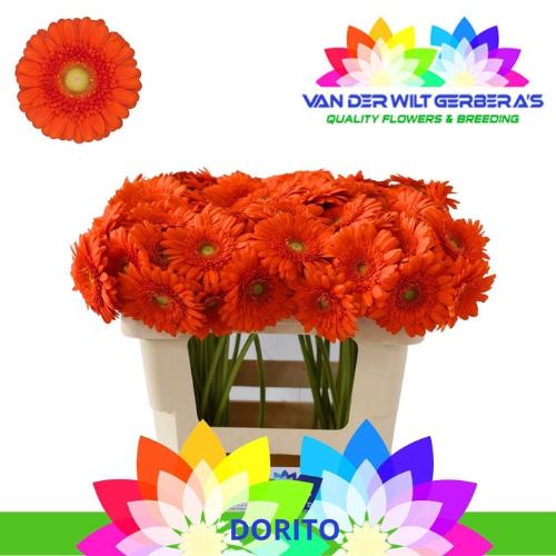 Gerbera mini 'Dorito'