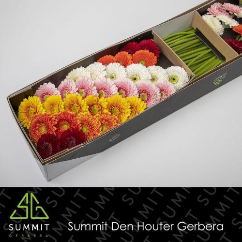 Gerbera mini bolvormig Bolero gemengd op rij