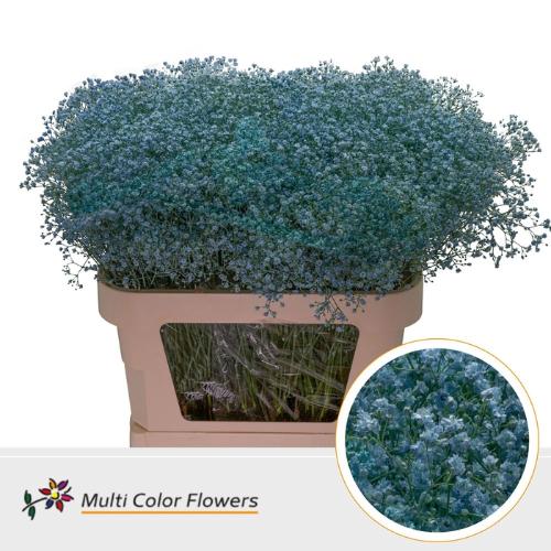 Gypsophila overig kleurbehandeld H%