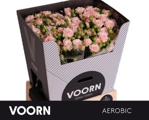 Rosa tros Aerobic