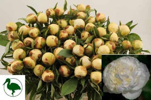Paeonia Lactiflora Grp 'Duchesse de Nemours'