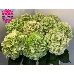 Hydrangea macrophylla 'Verena' (classic)