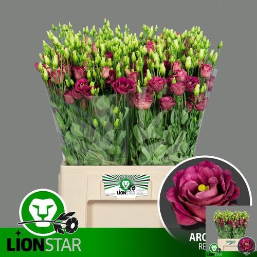 Eustoma russellianum gevuldbloemig 'Rosita Red'