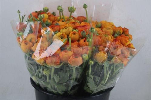 Ranunculus asiaticus 'Elegance Orange'