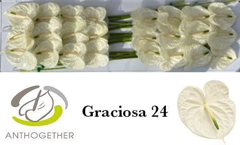 Anthurium (Andreanum Grp) Graciosa