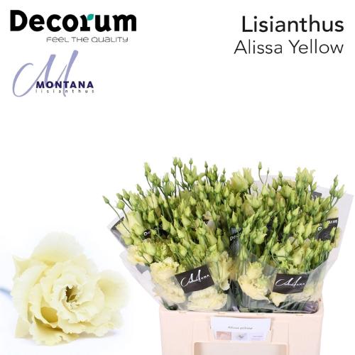 Eustoma russellianum gevuldbloemig 'Alissa Yellow'