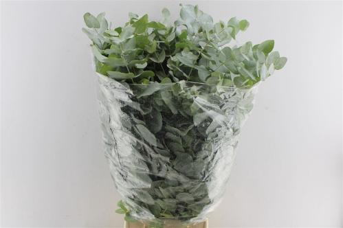 Eucalyptus per bos cinerea