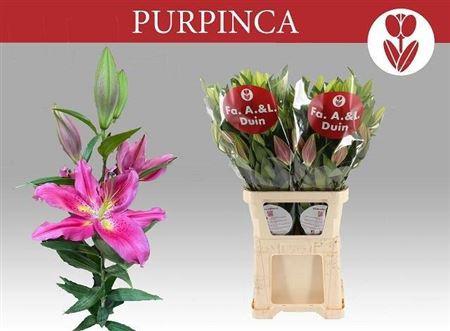 Lilium (Oriental Grp) 'Purpinca'