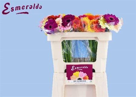 Gerbera mini overig