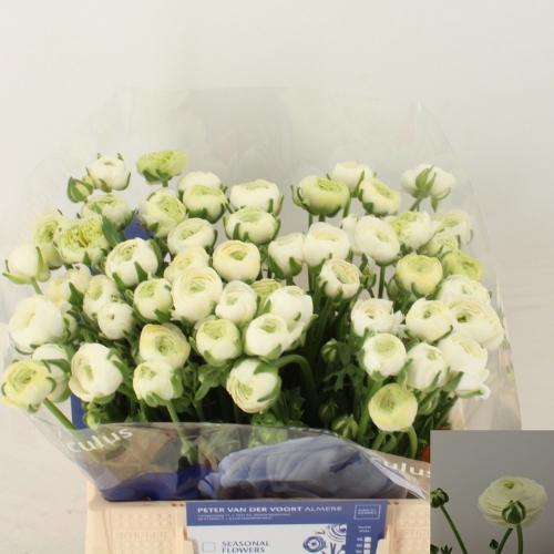 Ranunculus asiaticus 'Amandine Snowflake'
