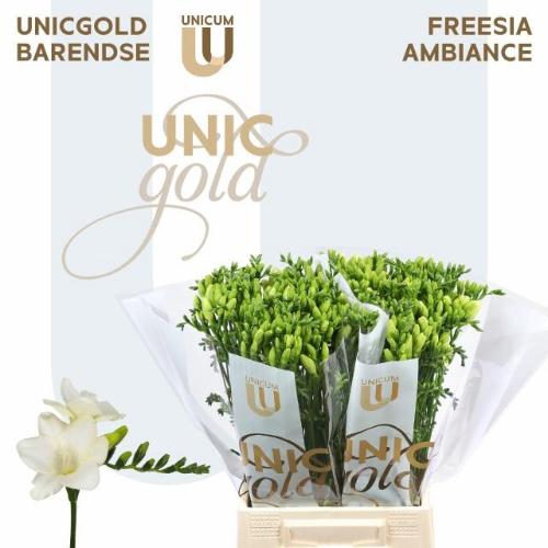 Freesia enkelbloemig 'Ambiance'